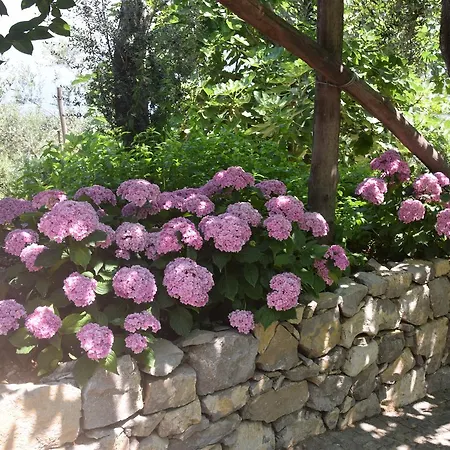 Rosa Di Nonna Rosa Летний дом